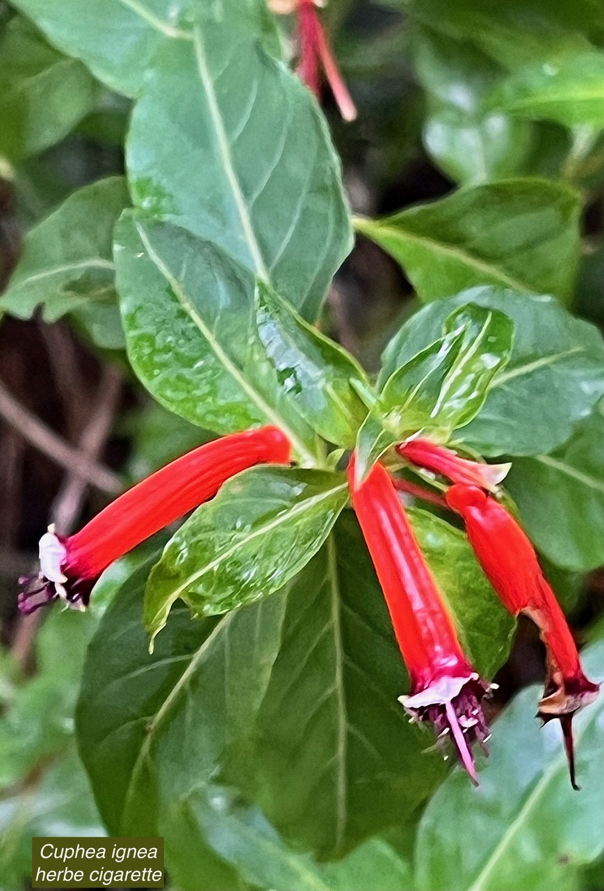 Cuphea ignea.herbe cigarette.lythraceae..amphinaturalisé.espèce envahissante..jpeg