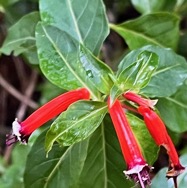 Cuphea ignea.herbe cigarette.lythraceae..amphinaturalisé.espèce envahissante..jpeg