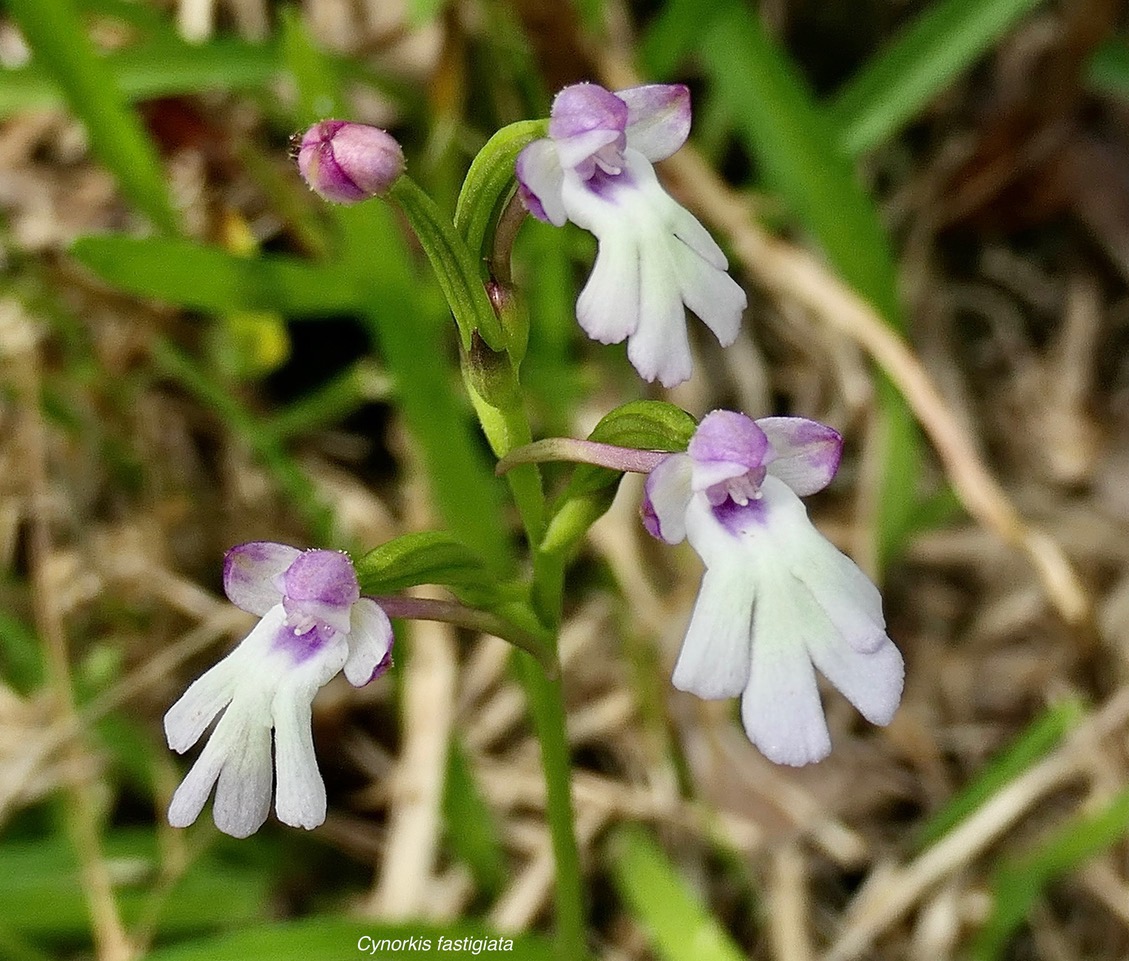 Cynorkis fastigiata.orchidaceae.indigène Réunion..jpeg