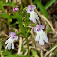 Cynorkis fastigiata.orchidaceae.indigène Réunion..jpeg