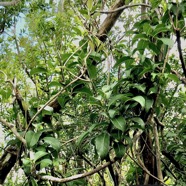 Danais fragrans.liane jaune.lingue noir.rubiaceae.endémique Madagascar Mascareignes. (1).jpeg