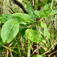 Danais fragrans.liane jaune.lingue noir.rubiaceae.endémique Madagascar Mascareignes..jpeg