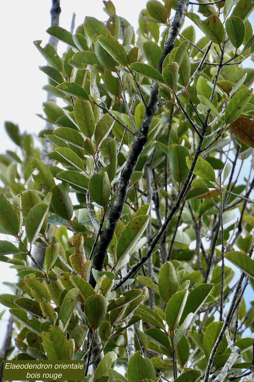 Elaeodendron orientale. ( Cassine orientalis ) bois rouge.celastraceae.endémique Réunion Maurice Rodrigue (1).jpeg