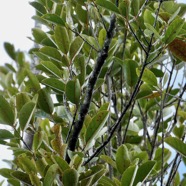 Elaeodendron orientale. ( Cassine orientalis ) bois rouge.celastraceae.endémique Réunion Maurice Rodrigue (1).jpeg