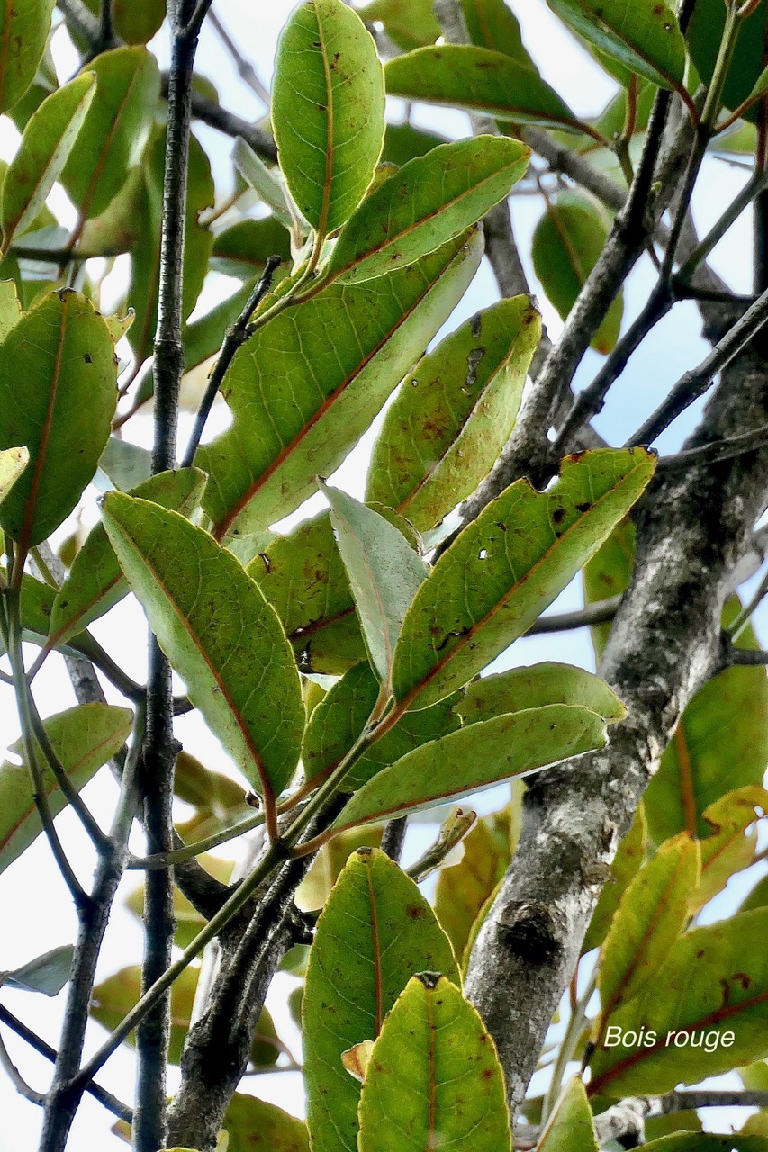 Elaeodendron orientale. ( Cassine orientalis ) bois rouge.celastraceae.endémique Réunion Maurice Rodrigue (2).jpeg
