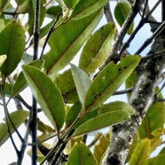 Elaeodendron orientale. ( Cassine orientalis ) bois rouge.celastraceae.endémique Réunion Maurice Rodrigue (2).jpeg