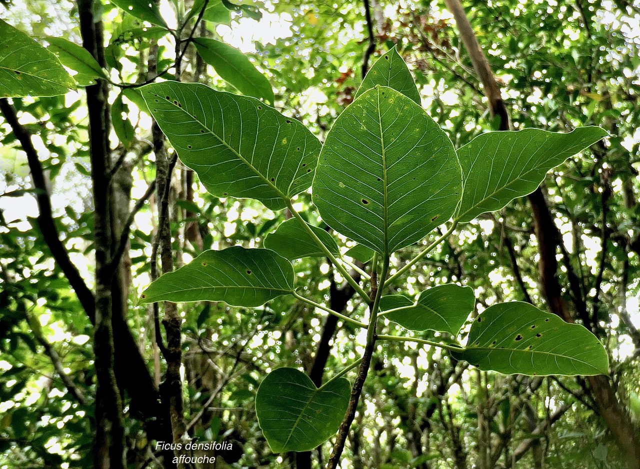 Ficus densifolia.affouche.grand affouche.moraceae.endémique Réunion Maurice..jpeg