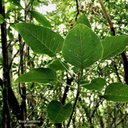 Ficus densifolia.affouche.grand affouche.moraceae.endémique Réunion Maurice..jpeg