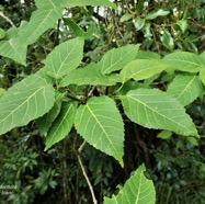 Ficus lateriflora Vahl.figuier blanc.moraceae.endémique Réunion Maurice. Recherche de titres….jpeg