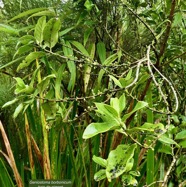 Geniostoma borbonicum  Bois de piment  bois de rat. loganiaceae endémique Réunion Maurice. (2).jpeg