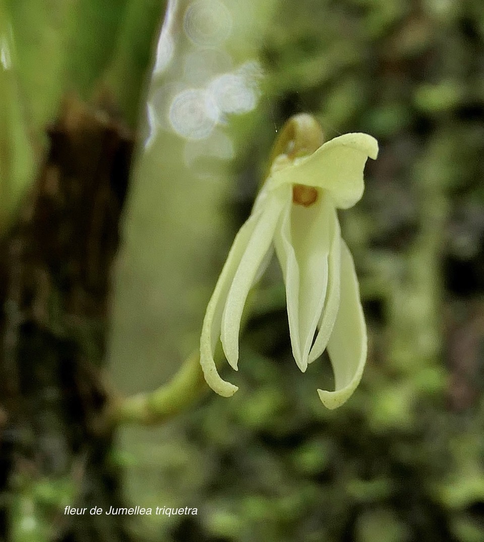 Jumellea triquetra ( fleur ) .orchidaceae.endémique Réunion..jpeg