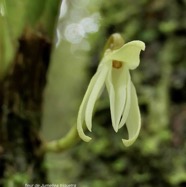 Jumellea triquetra ( fleur ) .orchidaceae.endémique Réunion..jpeg