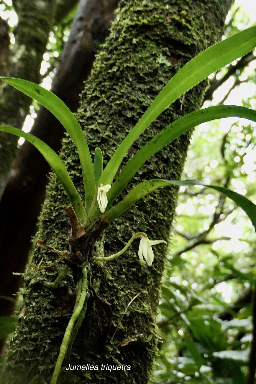 Jumellea triquetra .orchidaceae.endémique Réunion..jpeg