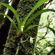 Jumellea triquetra .orchidaceae.endémique Réunion..jpeg
