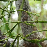 Korthalsella opuntia  Sourichaude  santalaceae.endémique des Mascareignes ..jpeg
