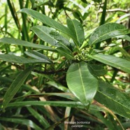 Melicope borbonica .catafaye .petit bois de catafaye .rutaceae.endémique Réunion. (1).jpeg