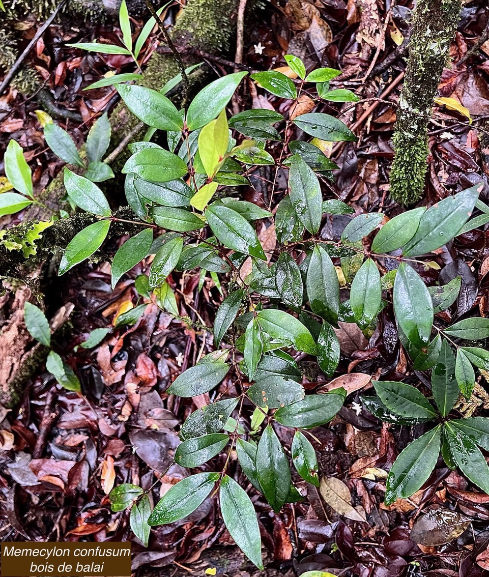 Memecylon confusum Blume.bois de balai.melastomataceae.endémique Réunio.jpeg
