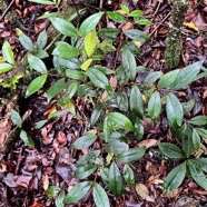 Memecylon confusum Blume.bois de balai.melastomataceae.endémique Réunio.jpeg