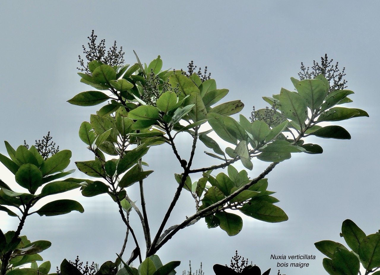 Nuxia verticillata.bois maigre.stilbaceae.endémique Réunion Maurice..jpeg