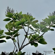 Nuxia verticillata.bois maigre.stilbaceae.endémique Réunion Maurice..jpeg