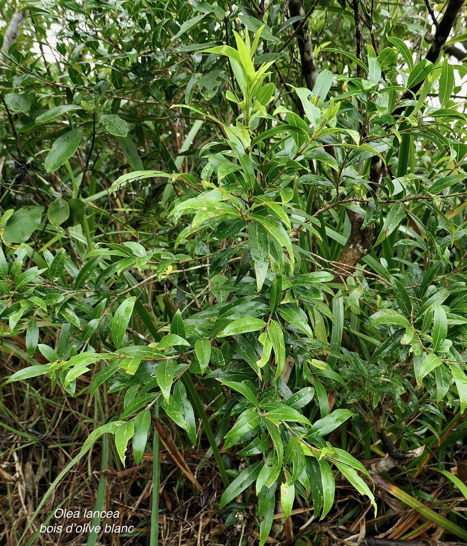 Olea lancea. bois d’olive blanc.oleaceae.indigène Réunion..jpeg