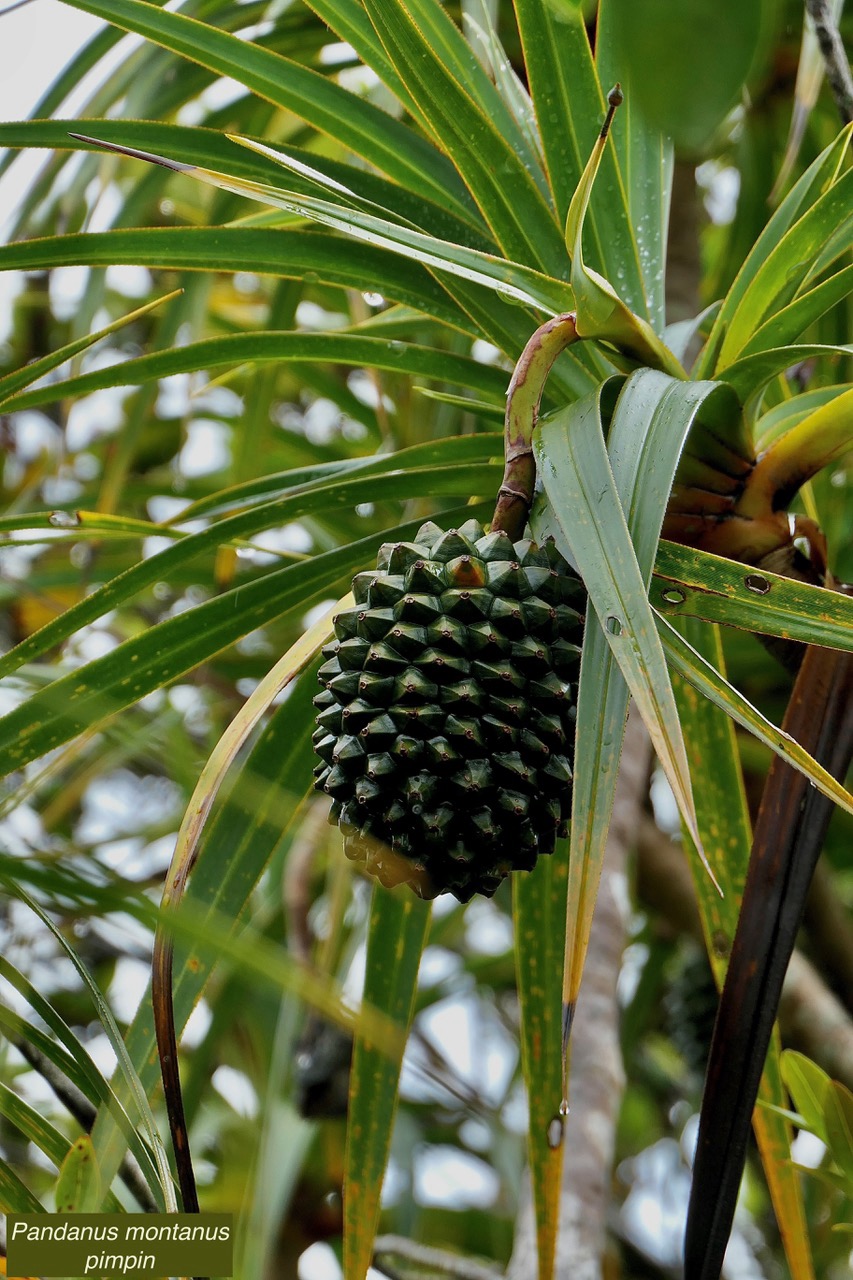 Pandanus montanus Bory. pimpin.vacoi des montagnes.pandanaceae.endémique Réunion..jpeg