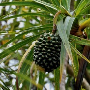 Pandanus montanus Bory. pimpin.vacoi des montagnes.pandanaceae.endémique Réunion..jpeg