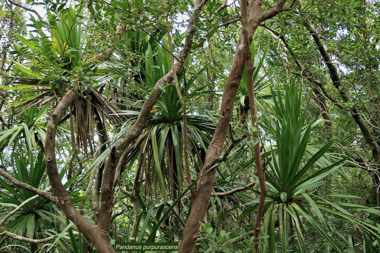 Pandanus purpuraescens vacoi des hauts.pandanaceae.endémique Réunion.jpeg