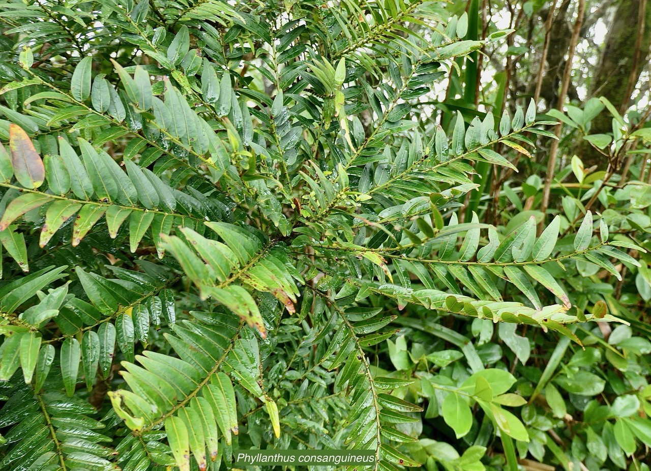 Phyllanthus consanguineus.faux bois de demoiselle.phylanthaceae.endémique Réunion..jpeg