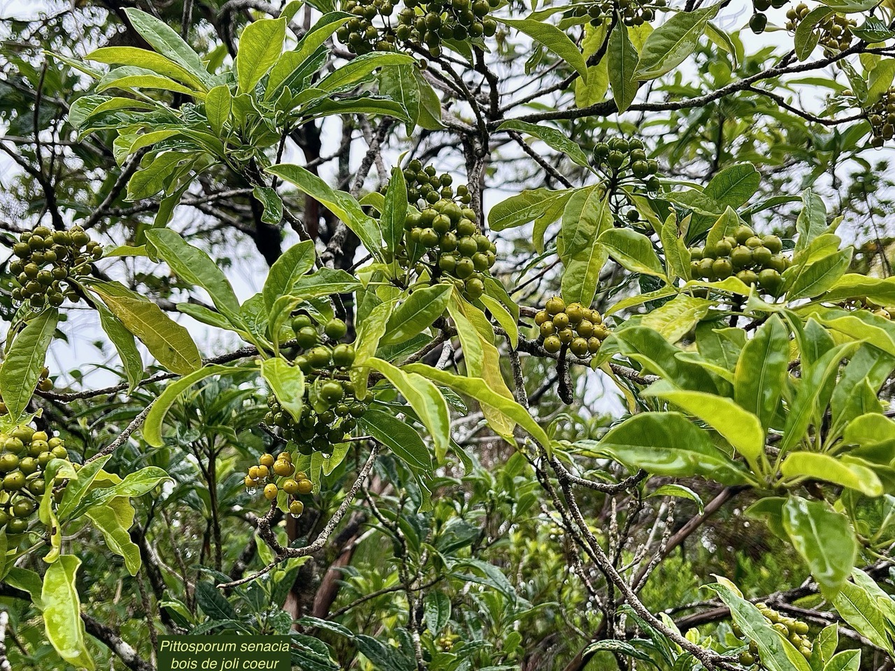 Pittosporum senacia.bois de joli coeur .pittosporaceae.endémique Réunion..jpeg