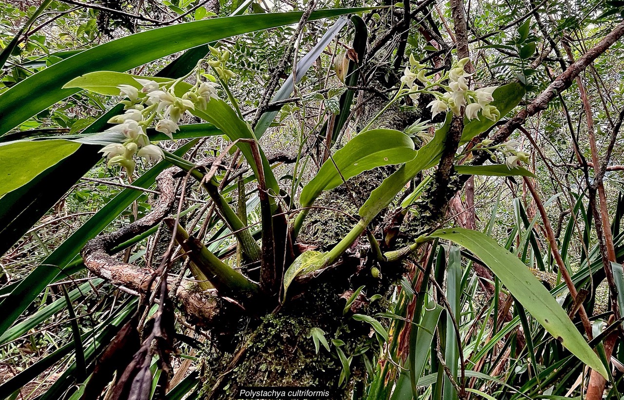 Polystachya cultriformis .orchidaceae. indigène Réunion. (1).jpeg
