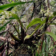 Polystachya cultriformis .orchidaceae. indigène Réunion. (1).jpeg