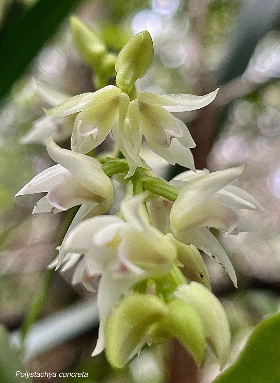 Polystachya cultriformis .orchidaceae. indigène Réunion. (2).jpeg