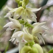 Polystachya cultriformis .orchidaceae. indigène Réunion. (2).jpeg