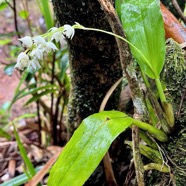 Polystachya cultriformis .orchidaceae. indigène Réunion..jpeg