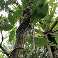 Secamone dilapidans F.Friedman. liane de lait.apocynaceae.endémique Réunion Maurice. (1).jpeg