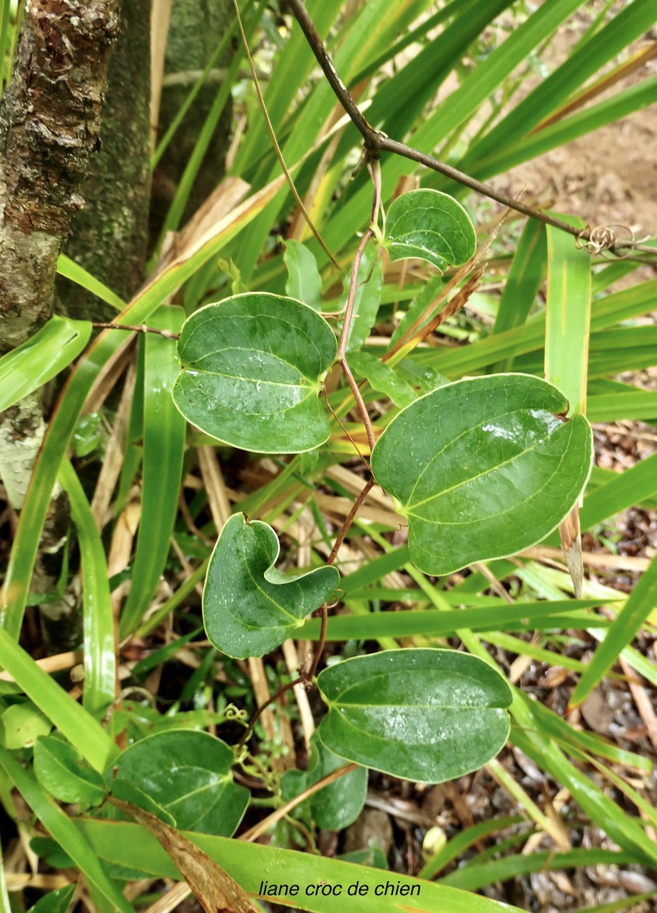 Smilax anceps.liane croc de chien.smilacaceae.indigène Réunion..jpeg