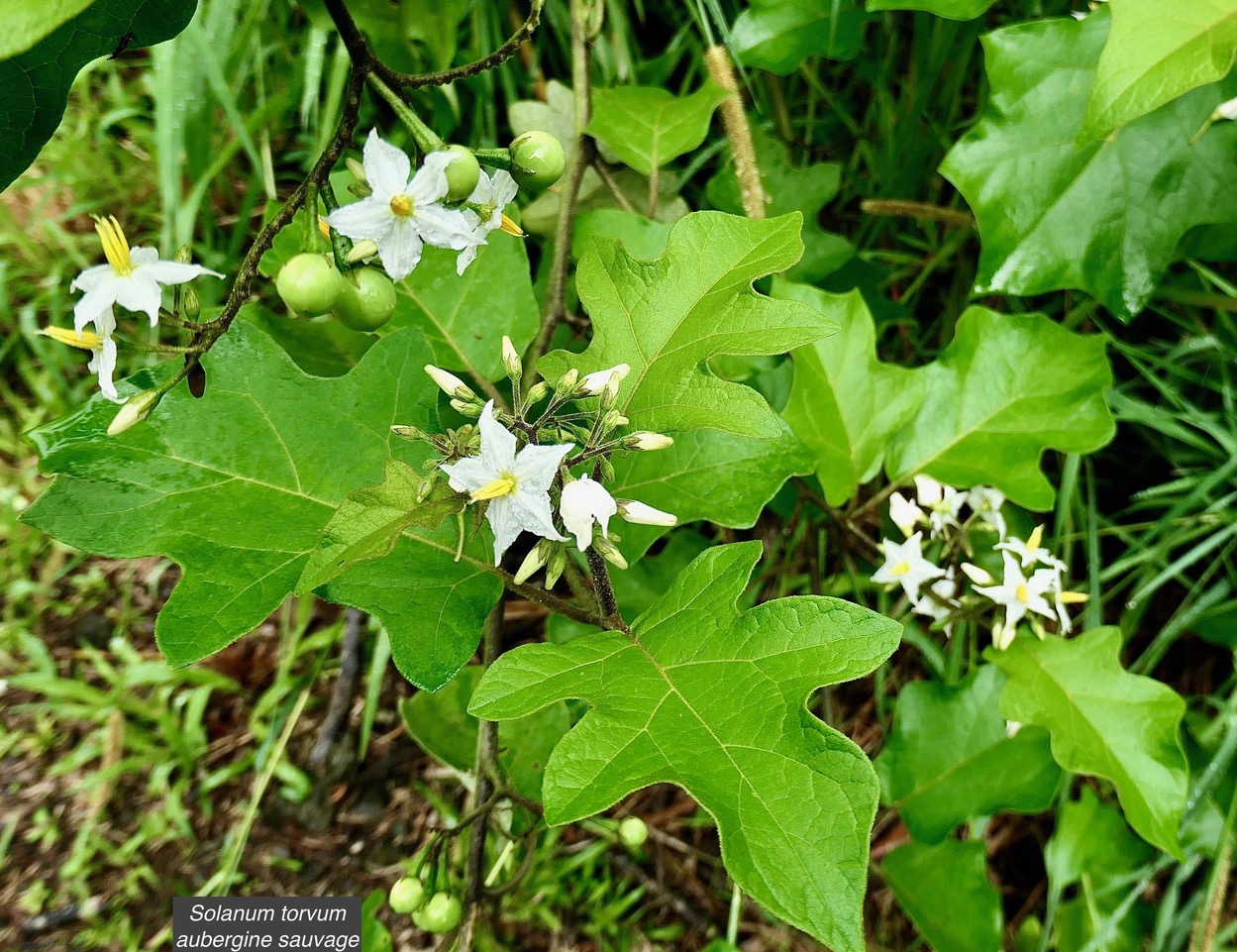 Solanum torvum.aubergine sauvage.solanaceae.stenonaturalisé..jpeg