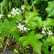 Solanum torvum.aubergine sauvage.solanaceae.stenonaturalisé..jpeg
