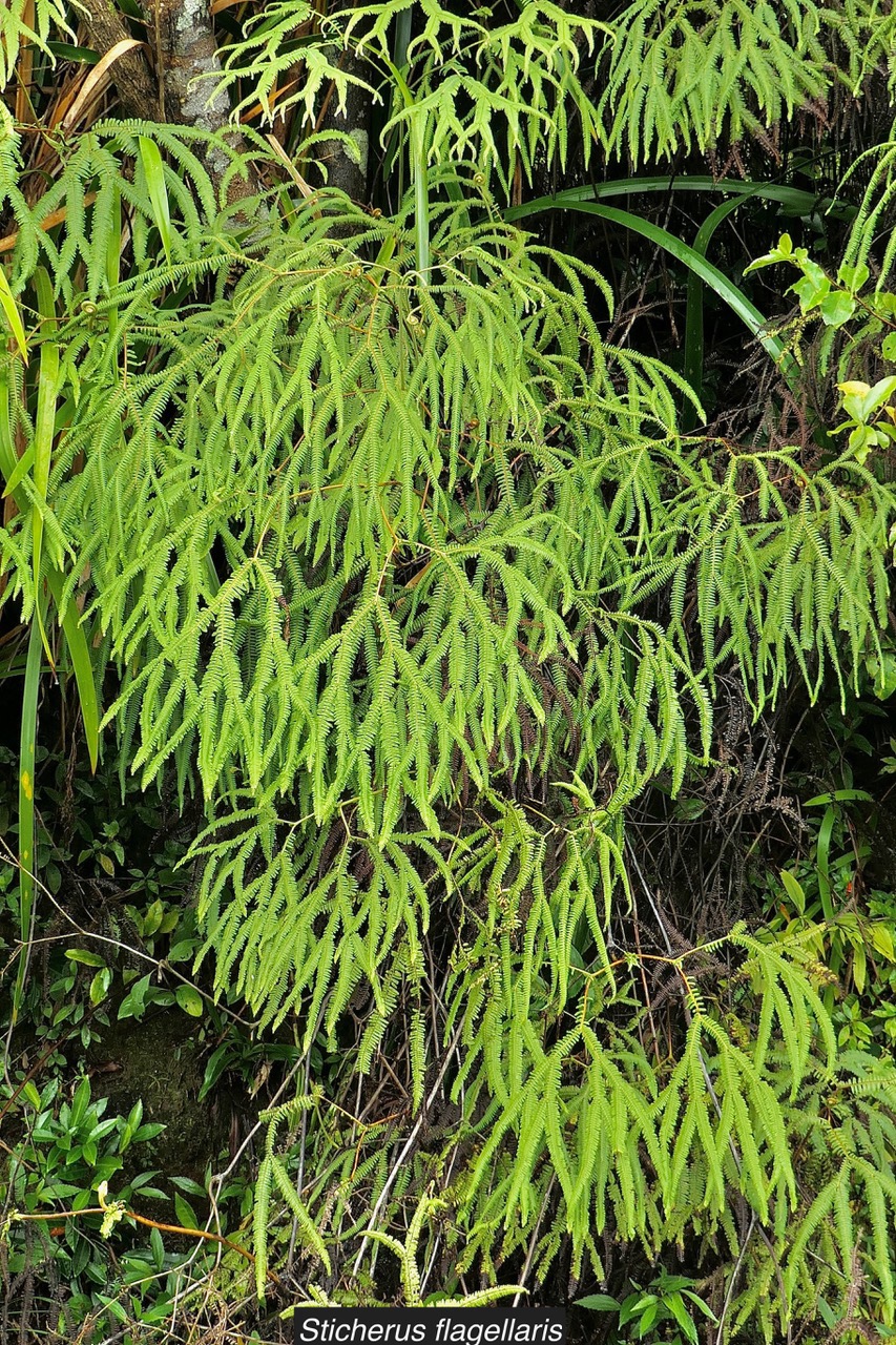 Sticherus flagellaris .gleichenaceae.endémique Madagascar Seychelles Mascareignes..jpeg