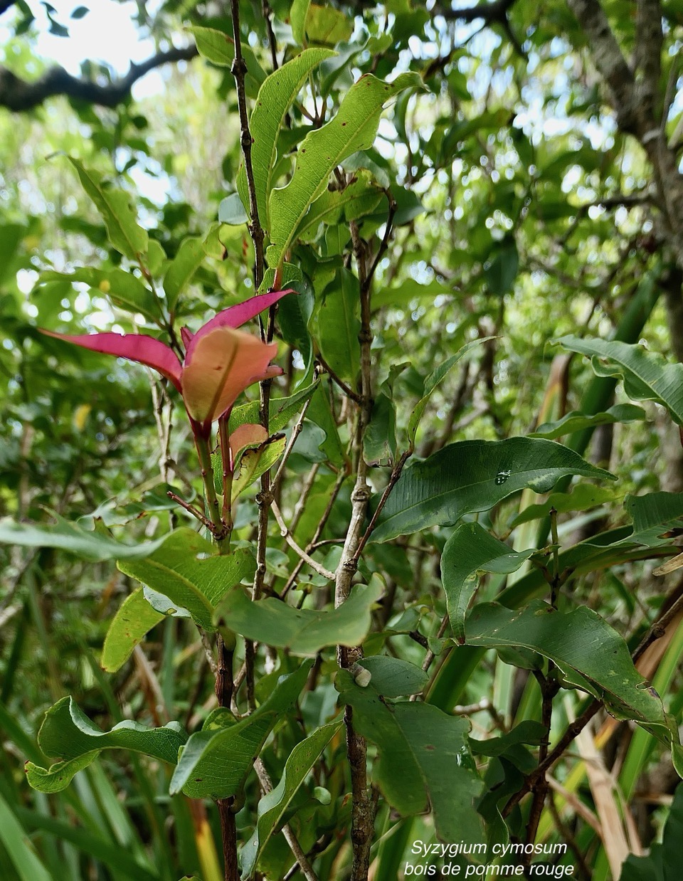 Syzygium cymosum .Bois de pomme rouge.myrtaceae.endémique Réunion Maurice..jpeg