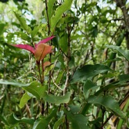 Syzygium cymosum .Bois de pomme rouge.myrtaceae.endémique Réunion Maurice..jpeg