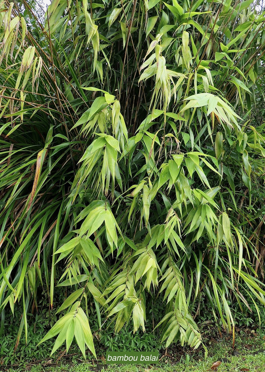 Thysanolaena latifolia.bambou balai.poaceae.espèce cultivée..jpeg