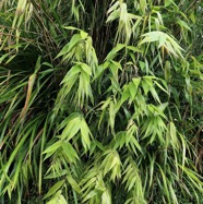 Thysanolaena latifolia.bambou balai.poaceae.espèce cultivée..jpeg