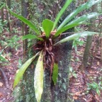 Antrophyum boryanum Langue de boeuf Pt eridaceae Indigène La Réunion 10.jpeg