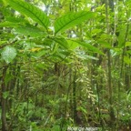 Bertiera rufa Bois de raisin Rubia ceae Endémique La Réunion 47.jpeg