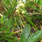 Calanthe sylvatica Orchidaceae  Indigène La Réunion 47.jpeg