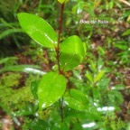 Memecylon confusum Bois de balai Melast omataceae Endémique La Réunion 8.jpeg