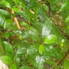 Myonima obovata Bois de prune rat Rubiace ae Endémique La Réunion, Maurice 08.jpeg