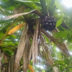 Pandanus purpurascens Vacoa des hauts Pa ndanaceae Endémique La Réunion 41.jpeg